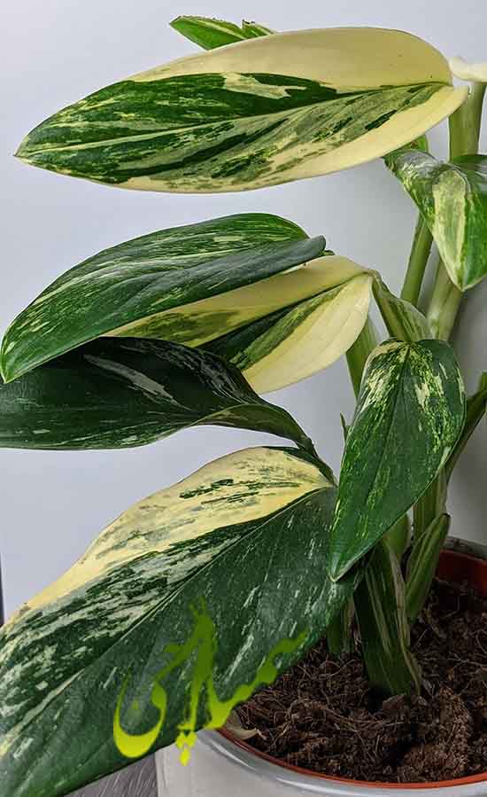 برگ انجیری استندلیانا (Monstera standleyana)